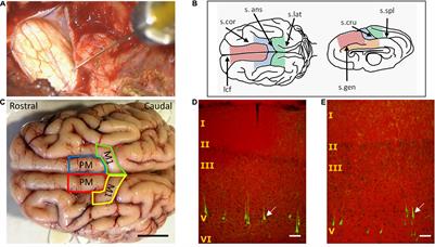 The Cortical Motor System in the Domestic Pig: Origin and Termination of the Corticospinal Tract and Cortico-Brainstem Projections